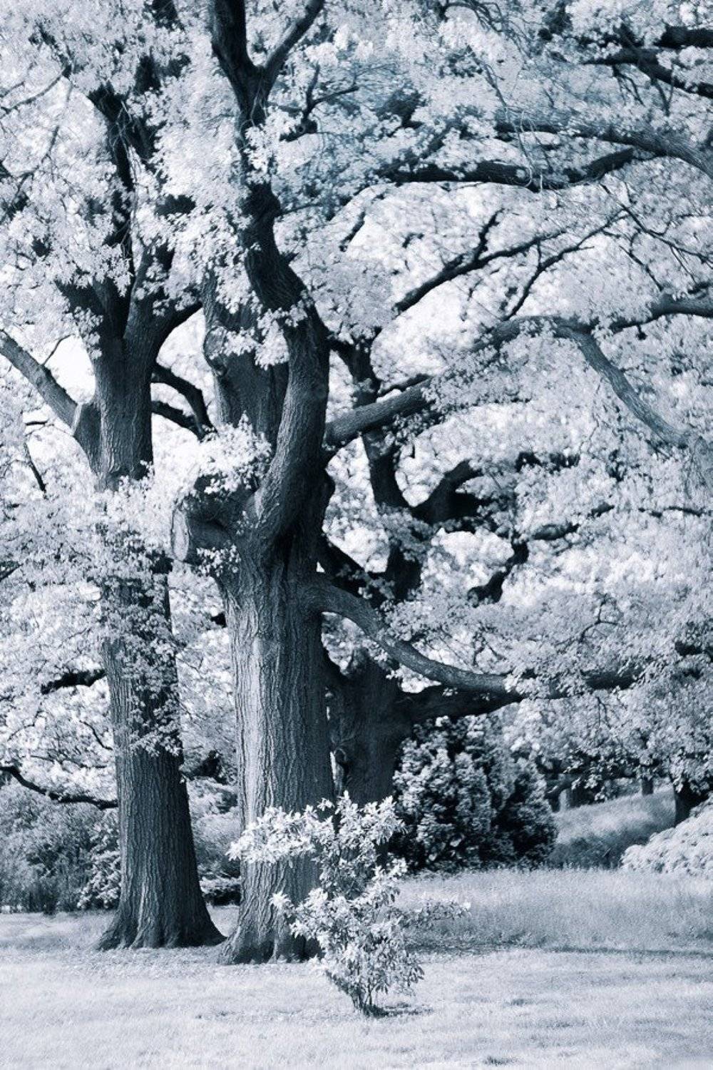 природа, лес, линии, пятна, монохром, valeko