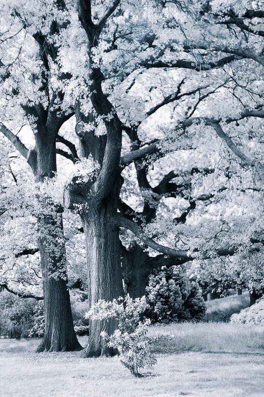 природа, лес, линии, пятна, монохром *** фото превью