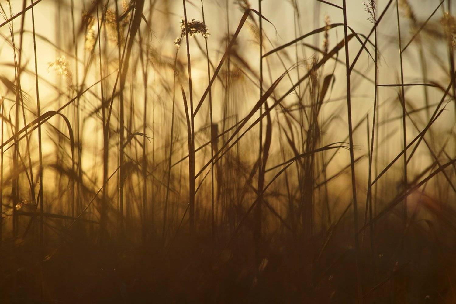 трава, свет, закат, вечер, senjor