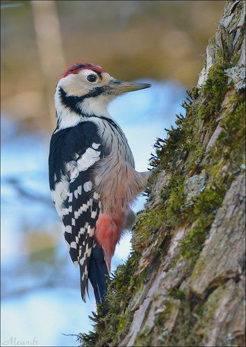 Самец белоспинного дятла