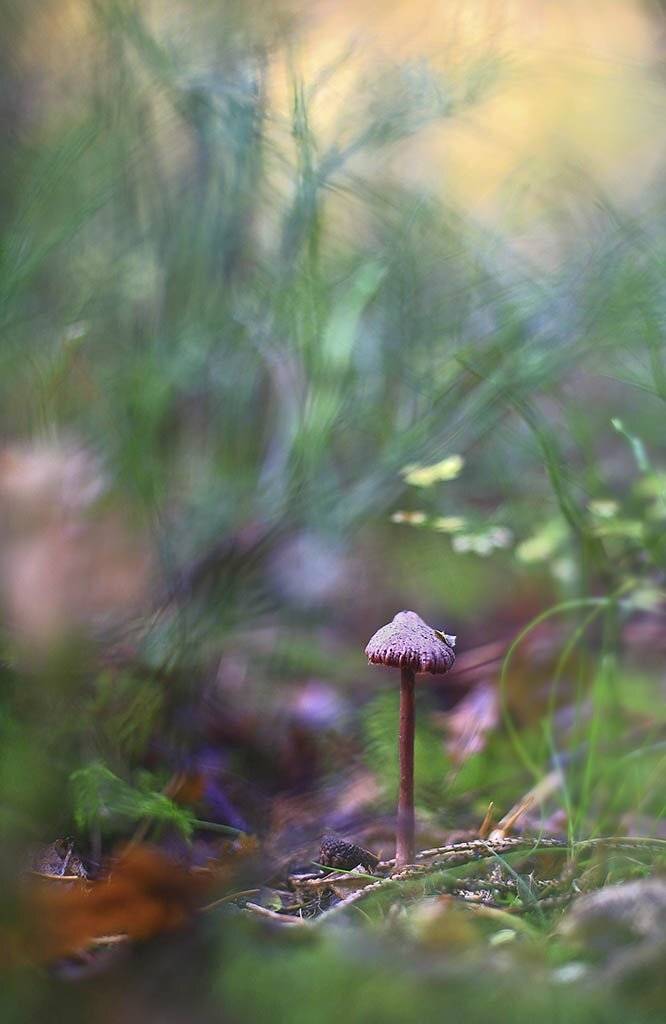 гриб,коричневый, одинарный, толстые,ноги, молодое,растение, макро, трава, мох, почвы, зеленые, желтые, листья, ветки, осень,лес, пейзаж, природа,разноцветные,торфяно-болотные,иглы, продукты питания, семена,, Виктор