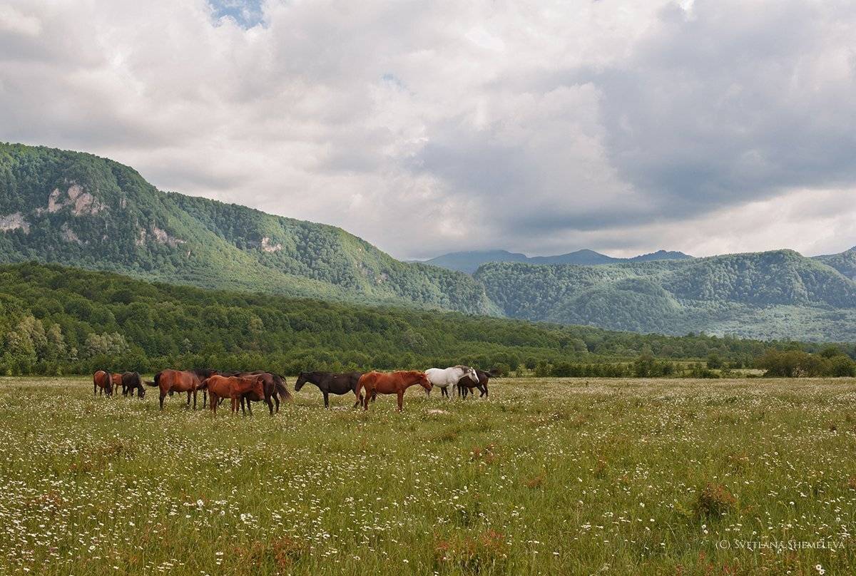 , Светлана Щемелева