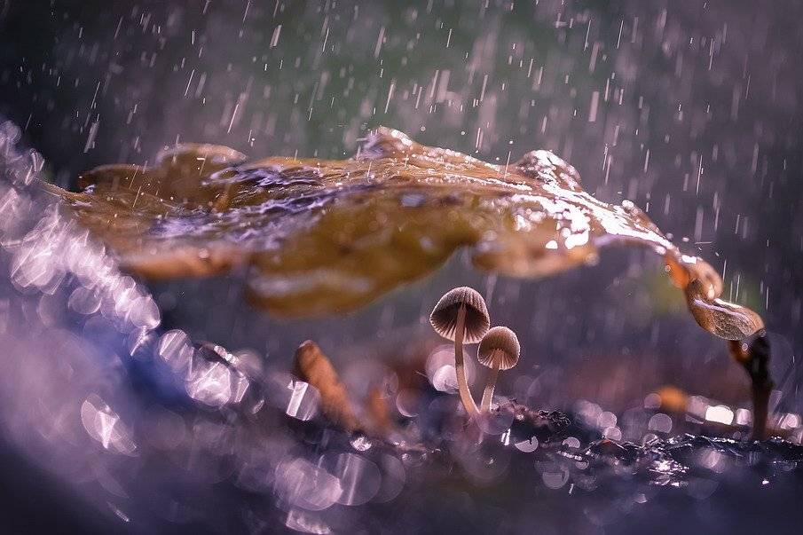 , Вячеслав Мищенко