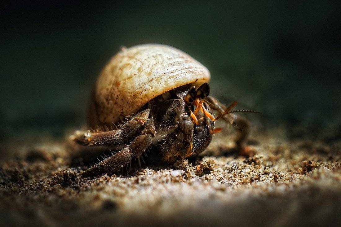 , Ратушнова-Осинцева Арина