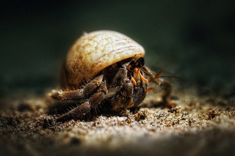 Краб-отшельник фото превью