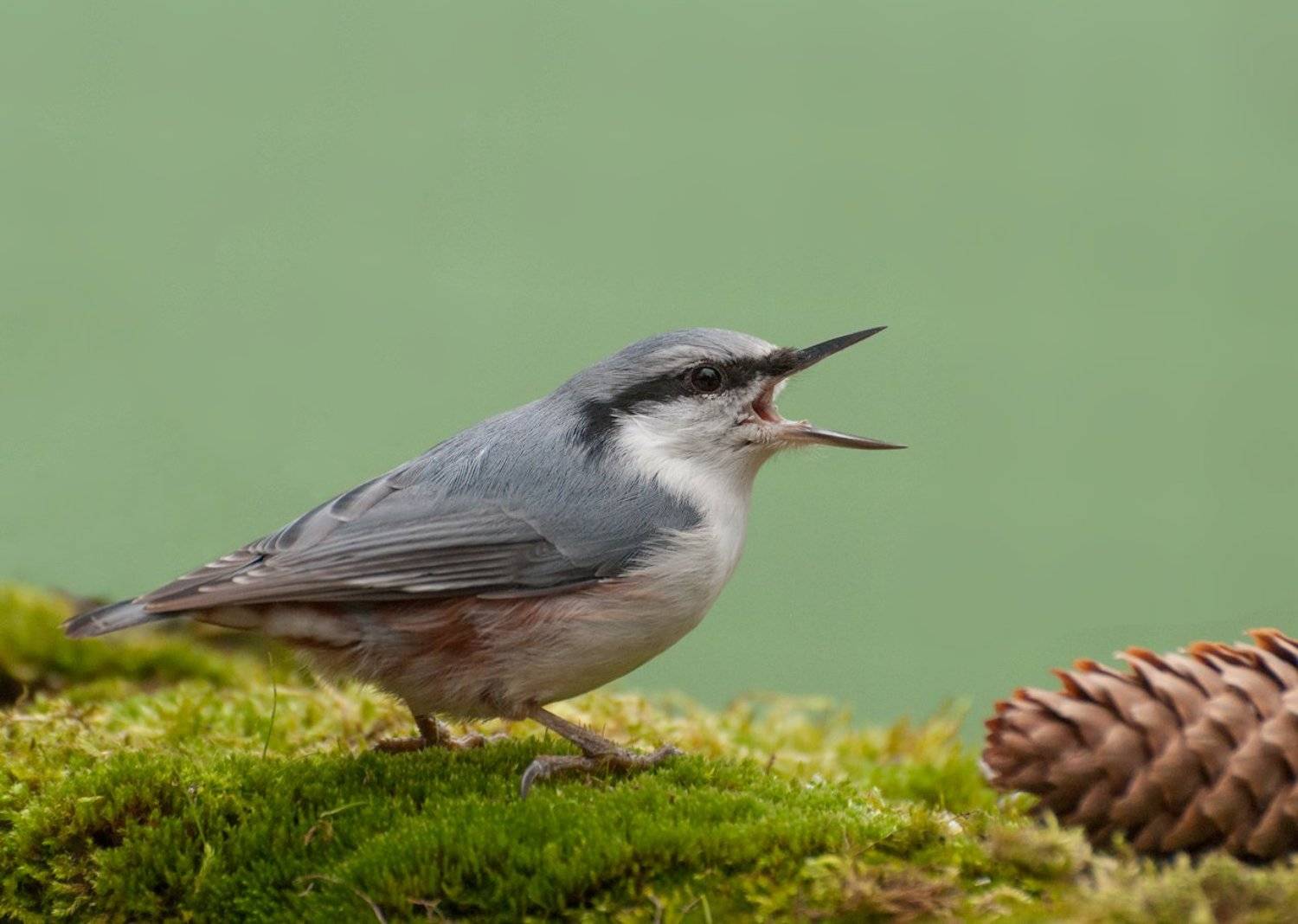 Поползень, Птица, Олег Тыркин