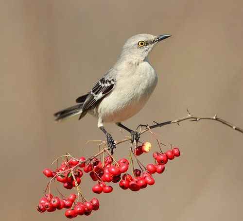 Многоголосый пересмешник -Northern Mockingbird