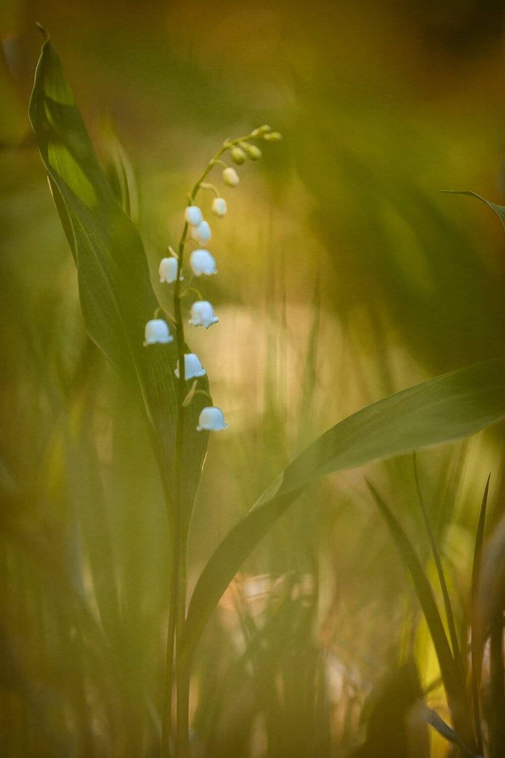 , Кузнецов Дмитрий