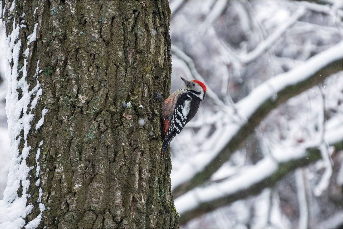 , Руслан Сигушин