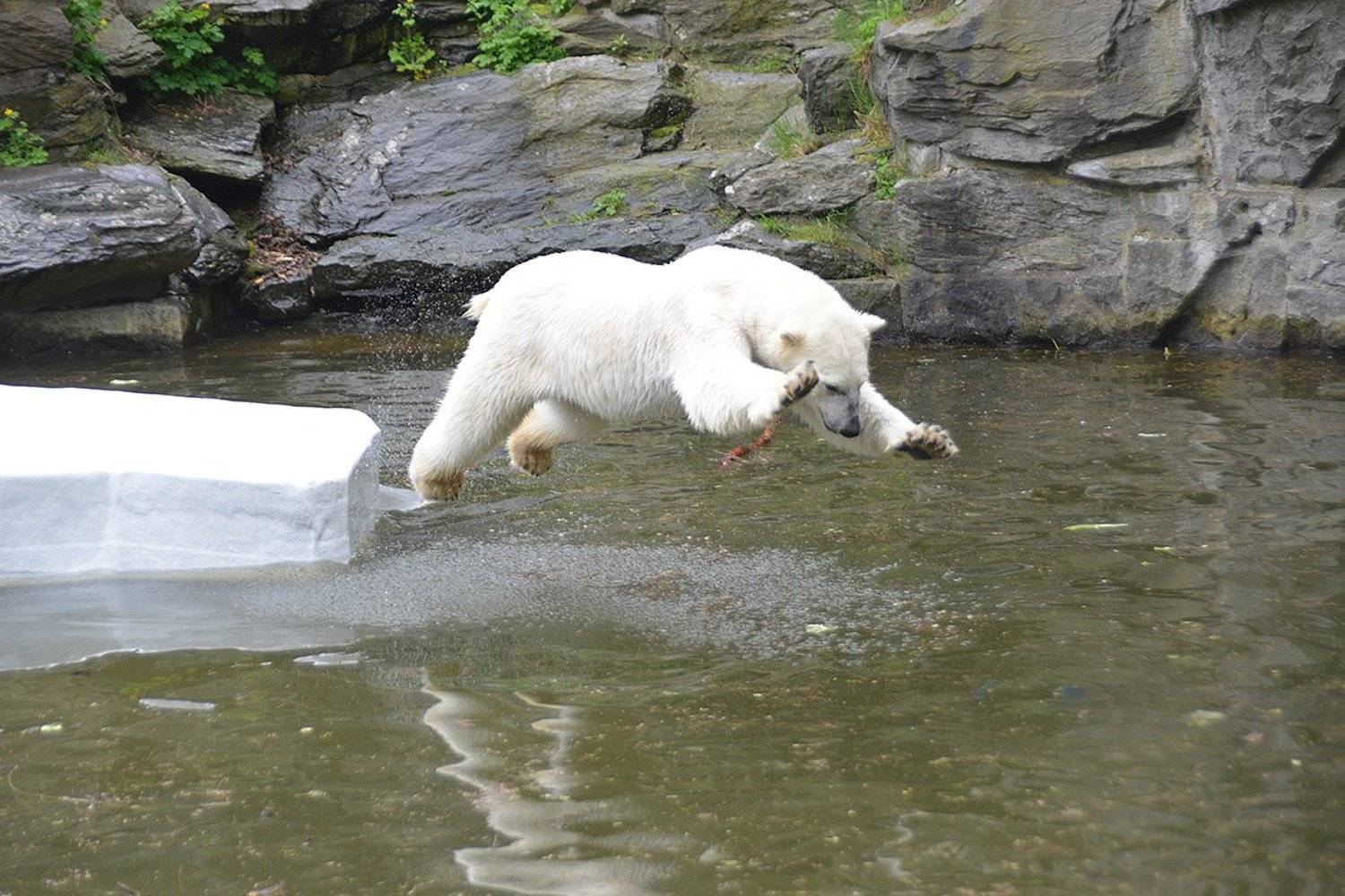 животные прыжок медиедь, Виталий