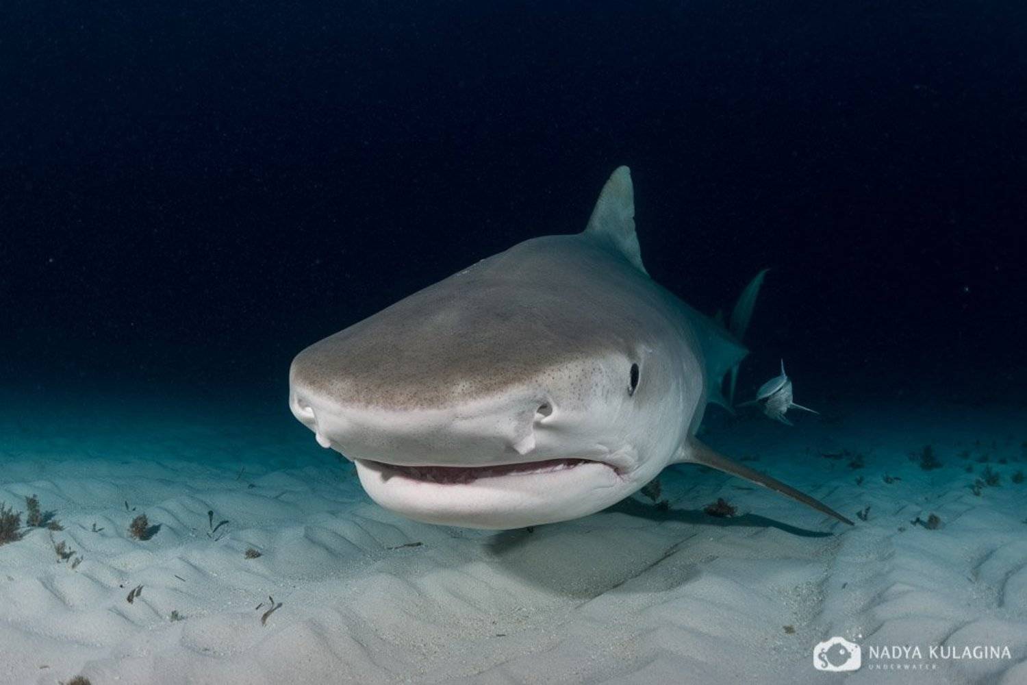 Predator, Shark, Tiger shark, Underwater, Акула, Подводная съемка, Тигровая акула, Хищник, Nadya Kulagina