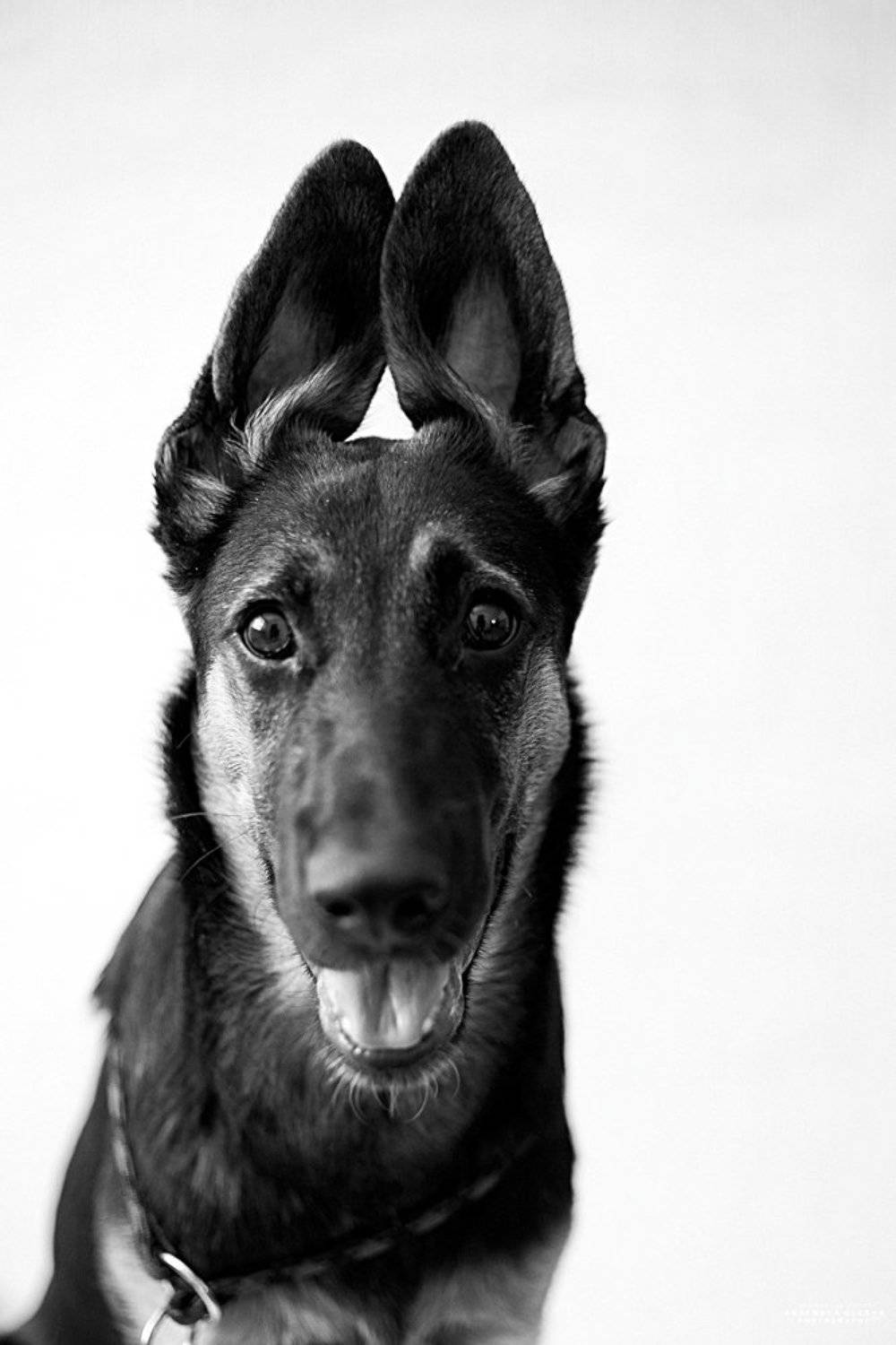 Вео, Собака, Щенок, Аксёнова Олеся