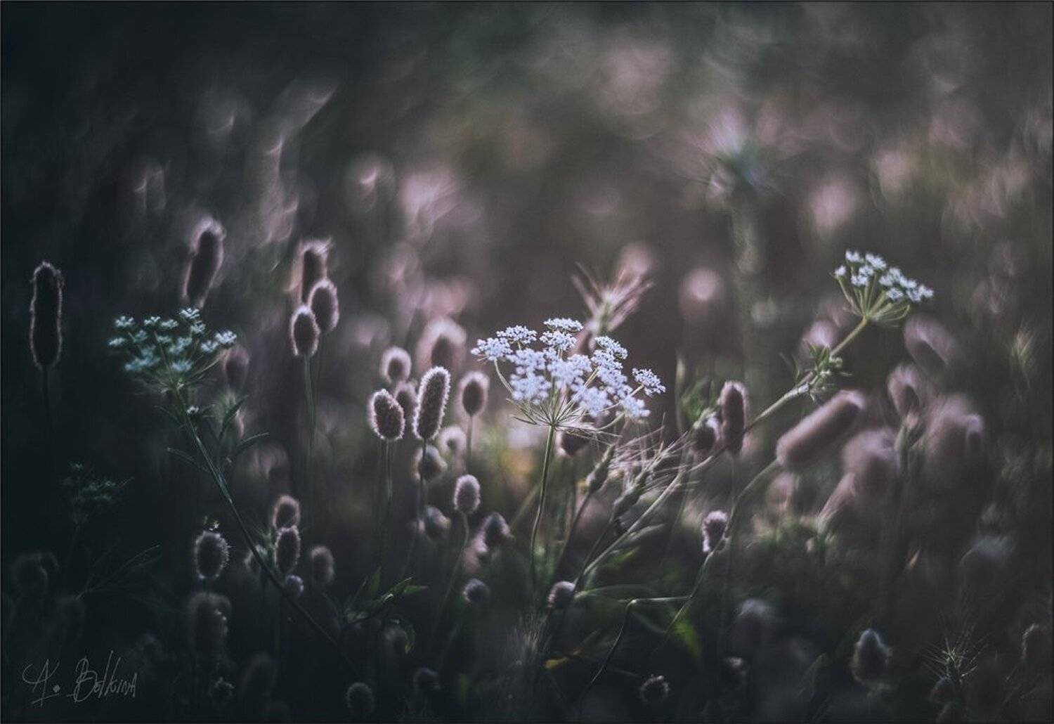 , Ариадна Белкина