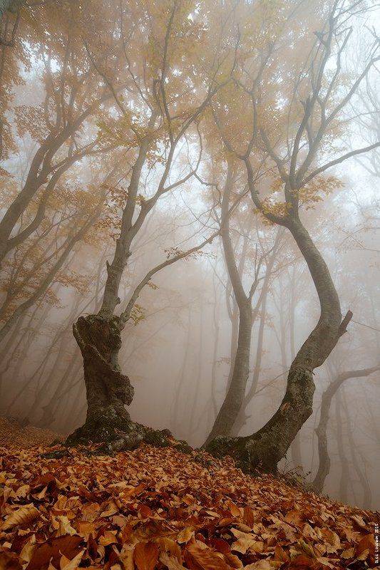 _ фото превью