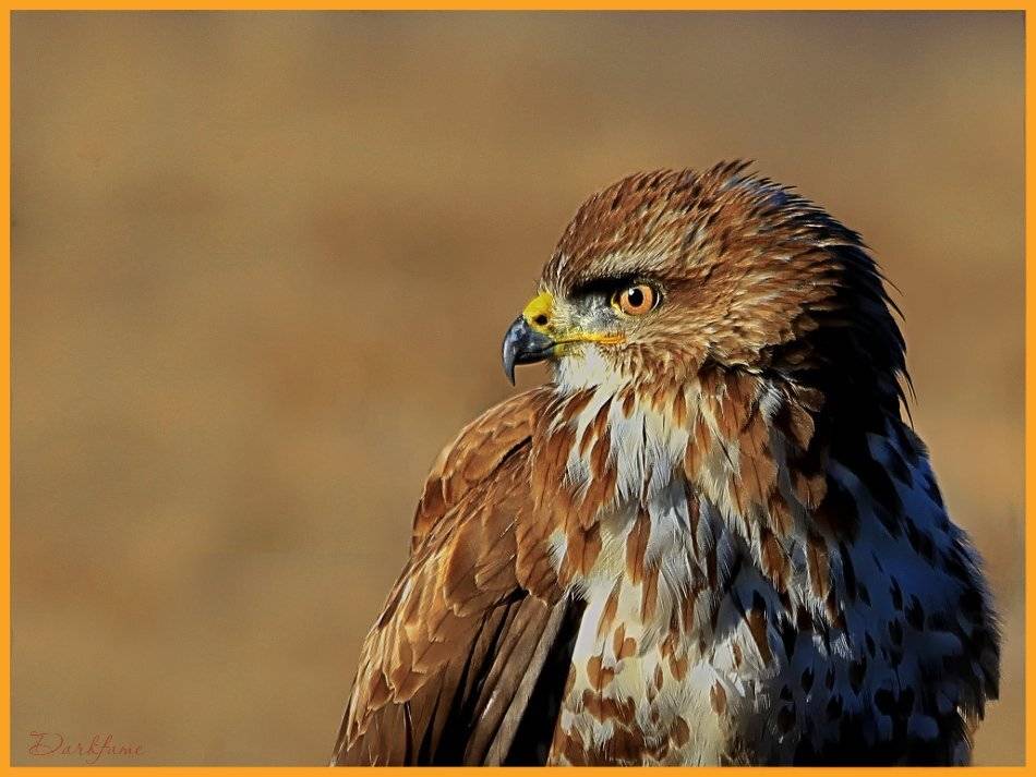 wildlife, wild, birs, buteo, nature, portret,, Георги Славов