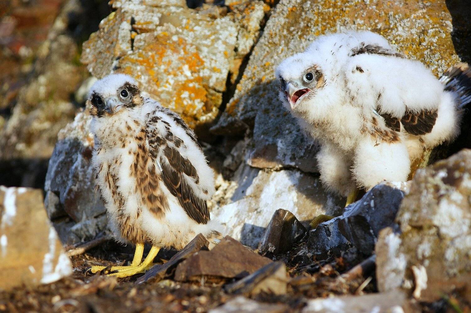 , Андрей Загребельный