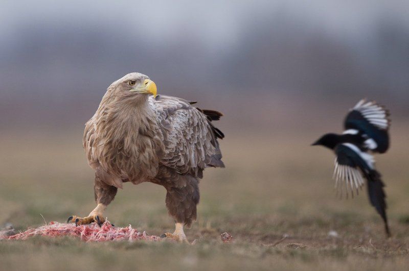 Haliaeetus albicilla фото превью
