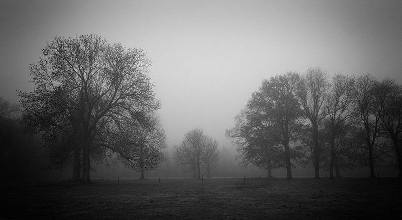 A Forest фото превью