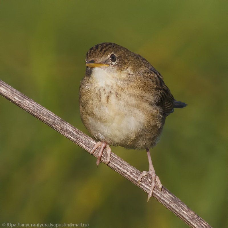 камышевка, *** фото превью