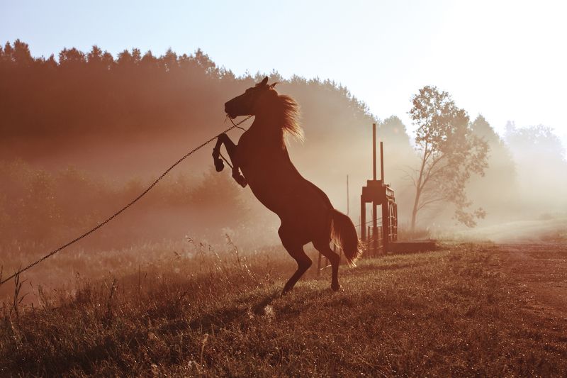 Freedom... фото превью