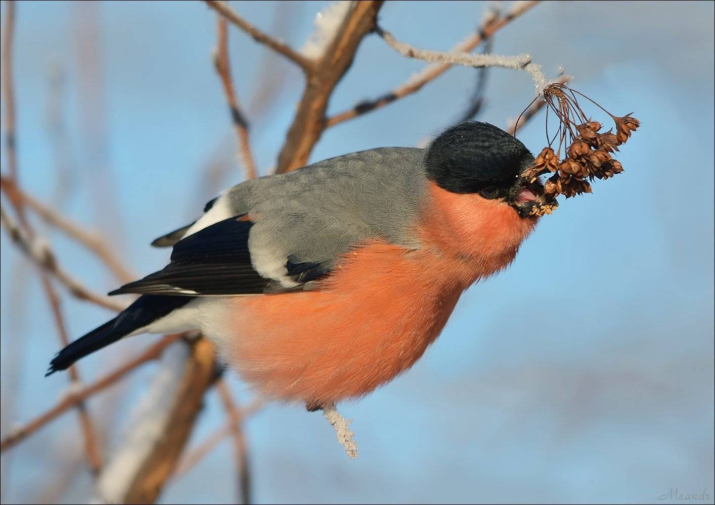 снегирь, Андрей Медведев