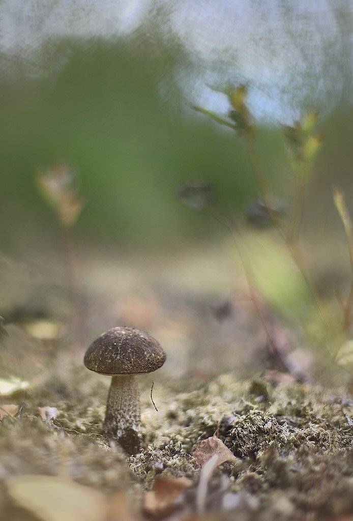 гриб,подберезовики,коричневый, одинарный, толстые,ноги, молодое,растение, макро, трава, мох, почвы, зеленые, желтые, листья, ветки, осень,лес, пейзаж, природа,разноцветные,торфяно-болотные,иглы, продукты питания, семена,, Виктор