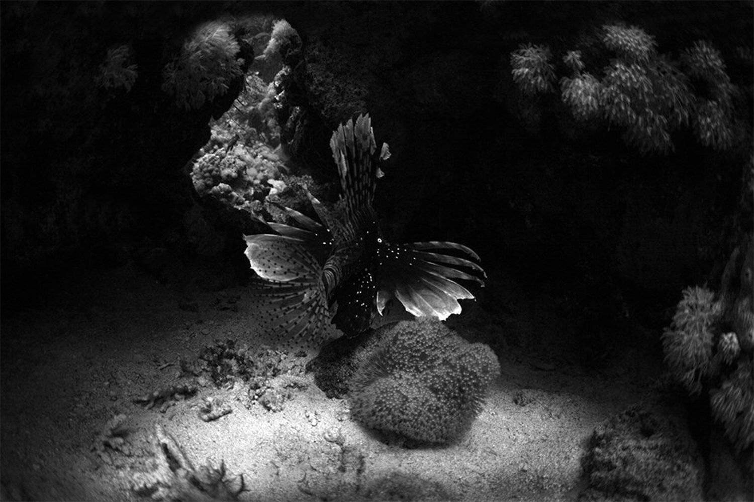 , Эдуард VTORNIK  Николаев