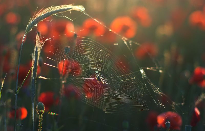 запах  лета... фото превью