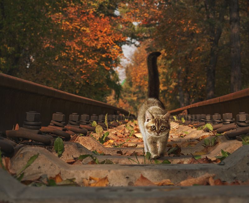 Попутчик.