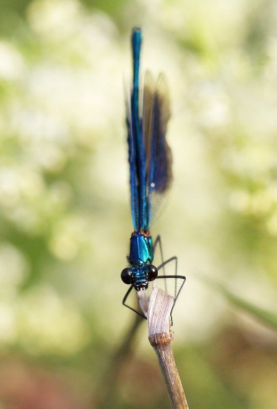 Гляделки фото превью