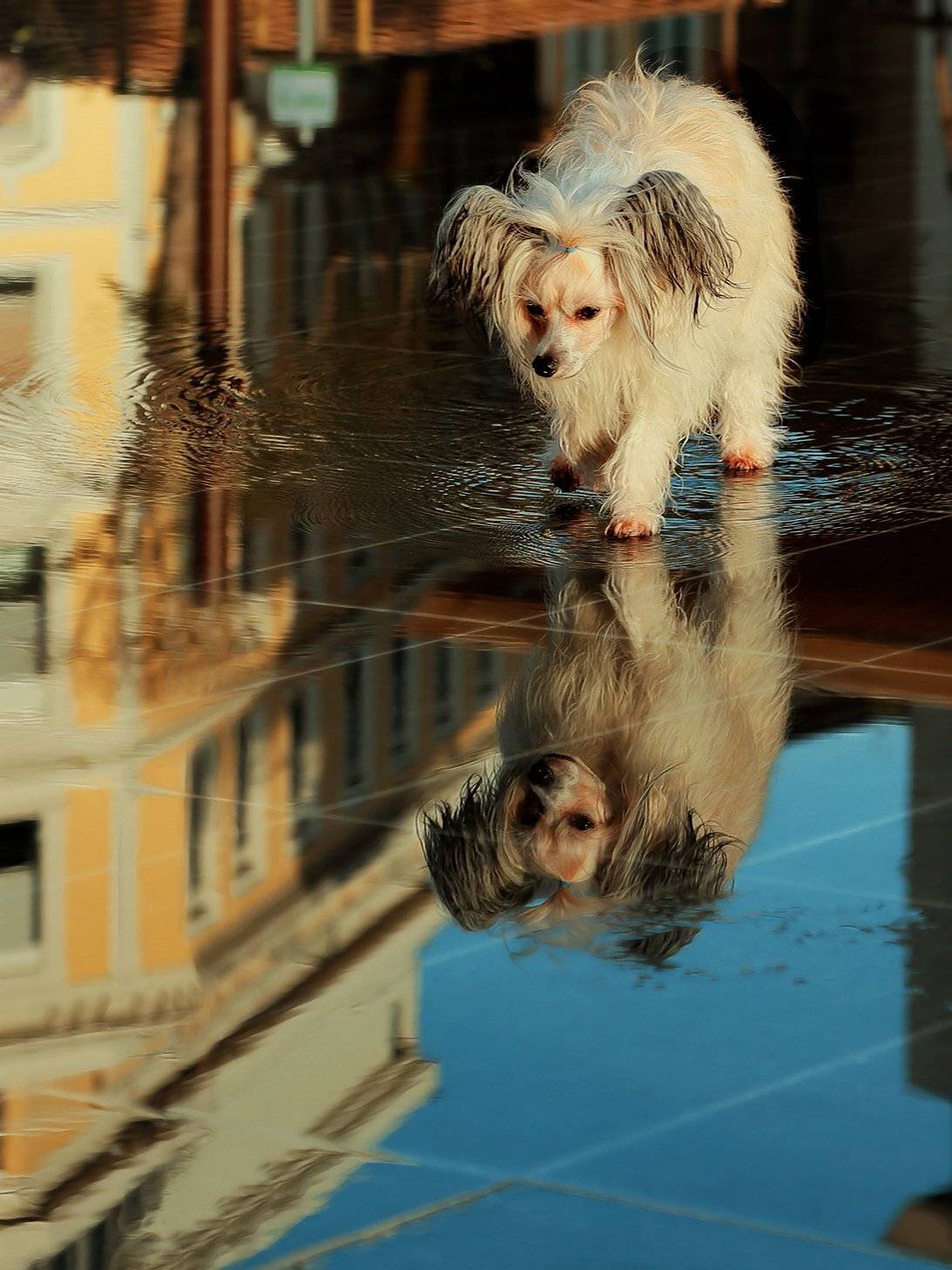 Вода, Ницца, Отражение, Собака, ALLA SOKOLOVA