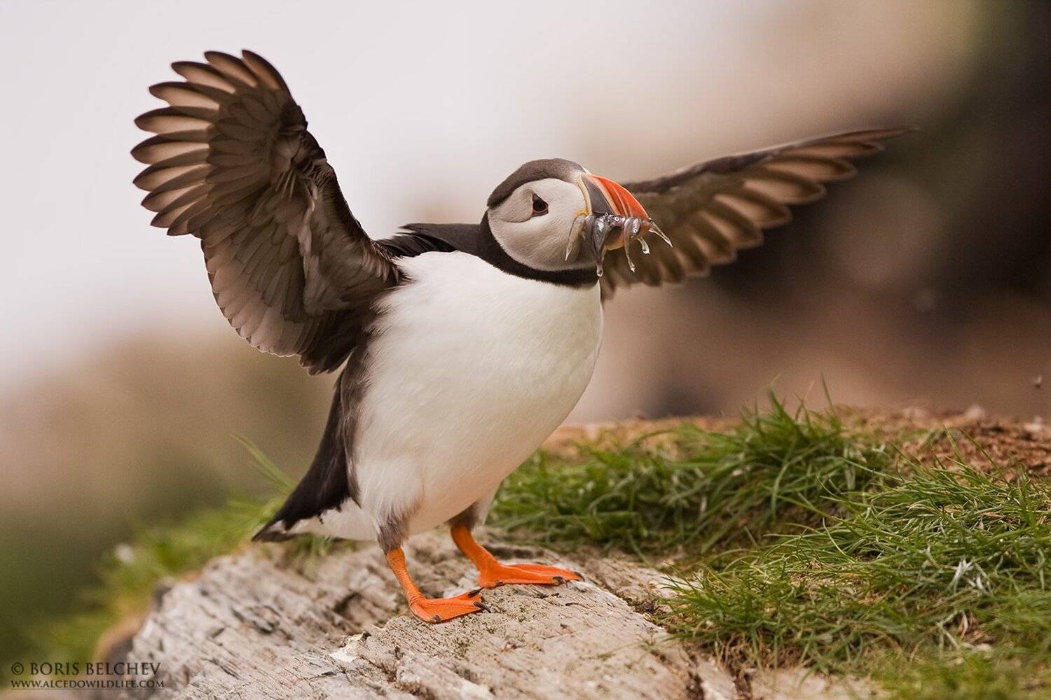 , Борис Белчев