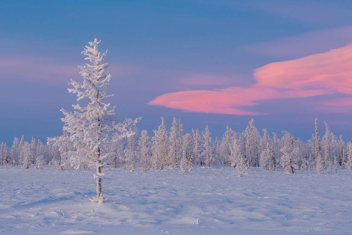 ямал, зима, сумерки, утро, мороз, лесотундра, рассвет, лиственница, Кирилл Уютнов