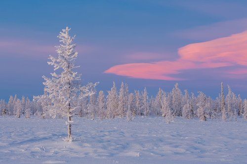 Зимние интриги