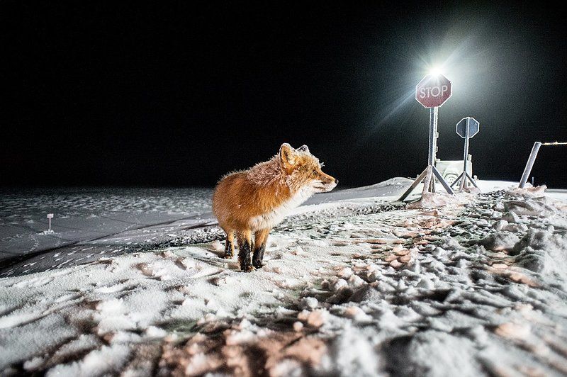 лис, Север, Чукотка, дорога Соседский визит фото превью