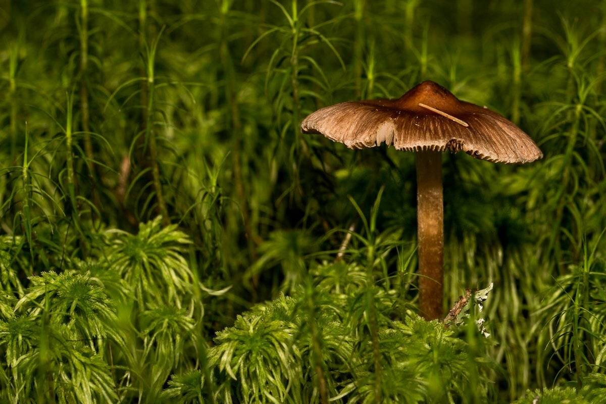 Лес, Дмитрий Антропов