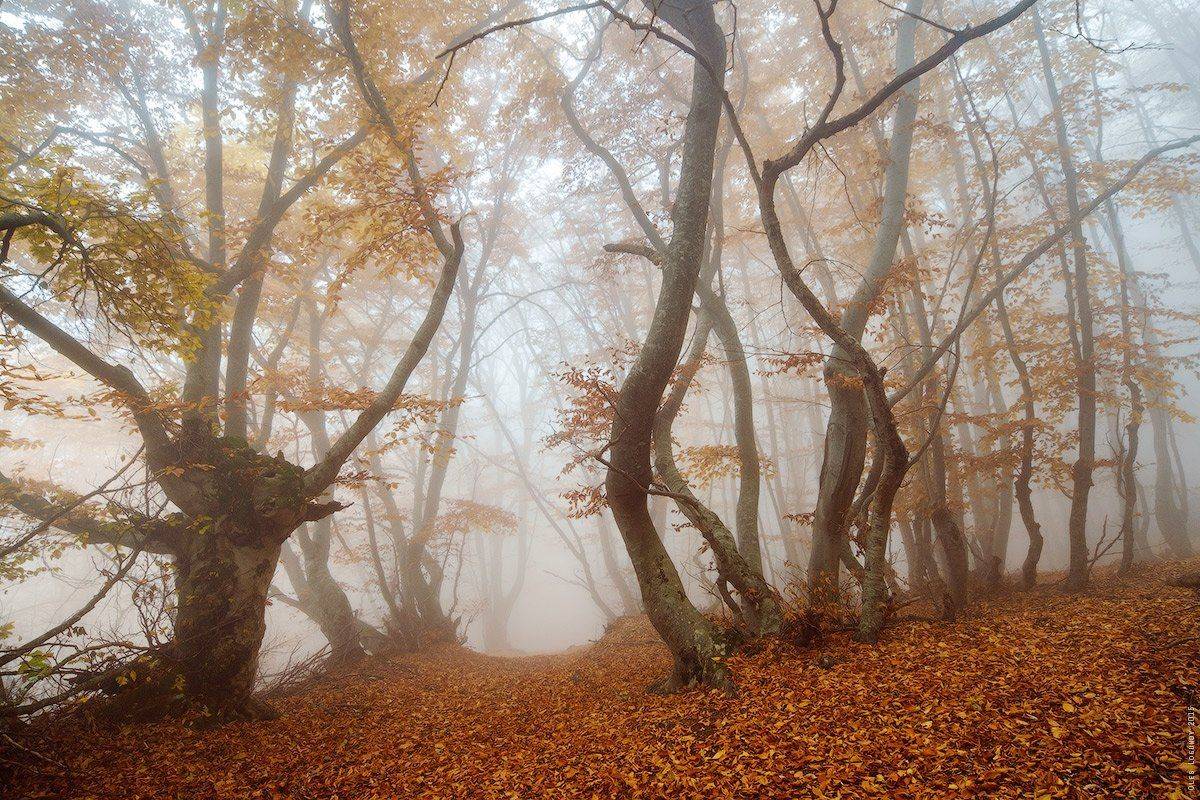 , Олег Логунов