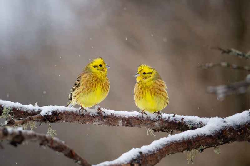 Овсянка, сэр. Две порции)) фото превью