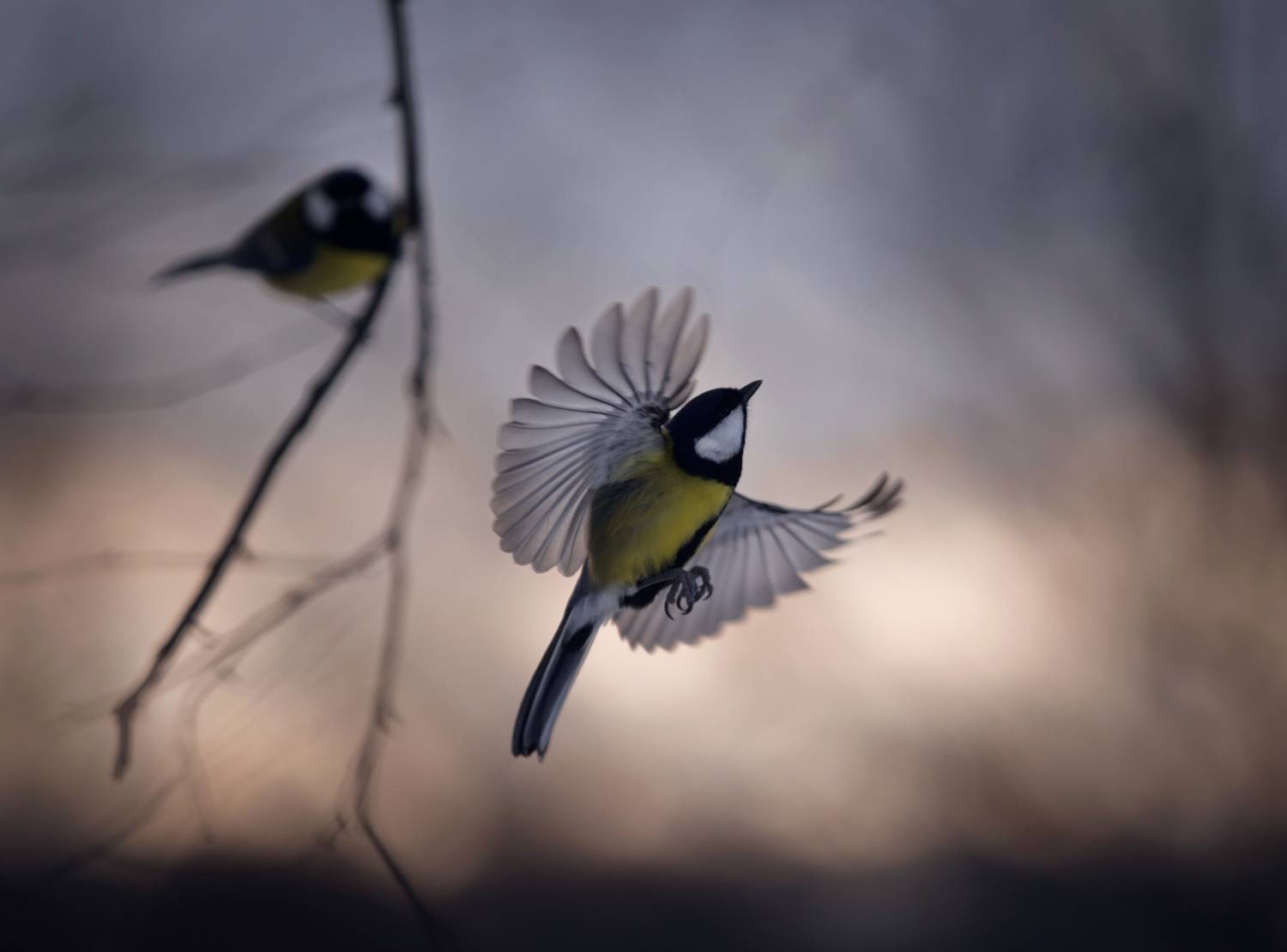 лес, свет, вечер, природа, синица, птицы, Баранов Олег