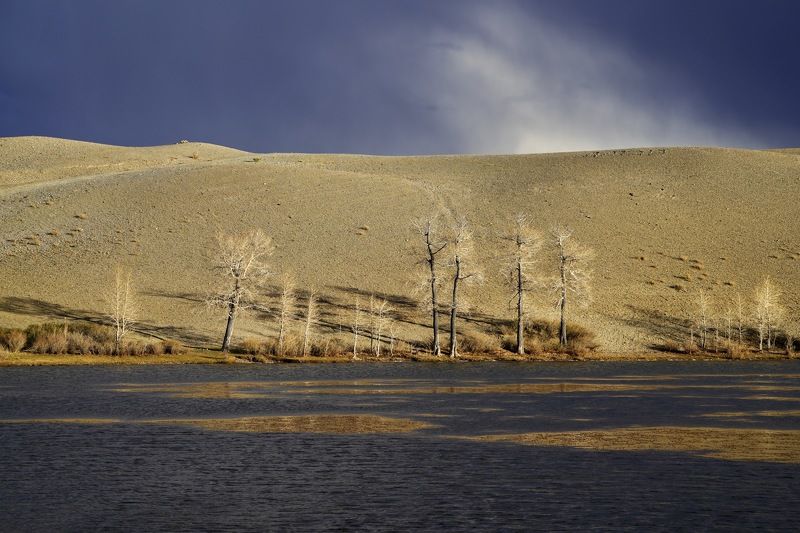 Осенние Тополя на въезде в Кош-Агач фото превью