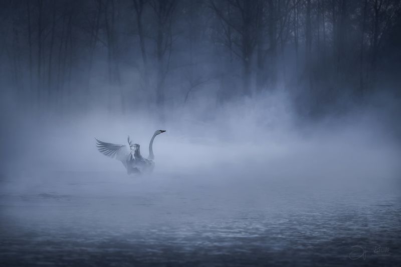 лебедь, лебедь-кликун, птицы, алтай, алтайский край, зима, туман, светлое Призрачно всё.... фото превью