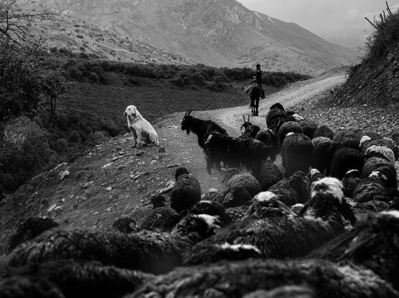 животные, черно, белое Охрана на месте фото превью