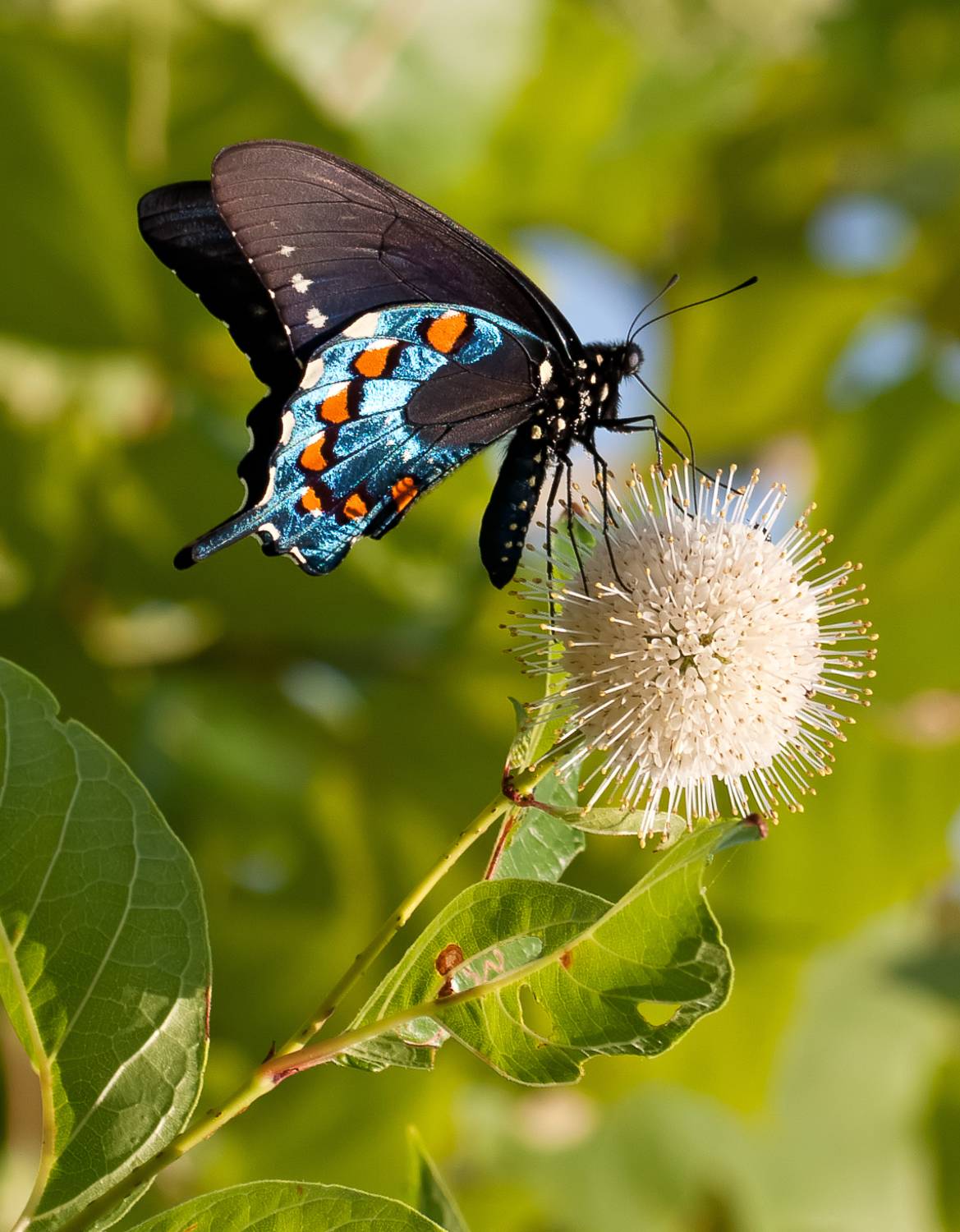насекомые, бабочка, парусник, америка, Борис Новиков