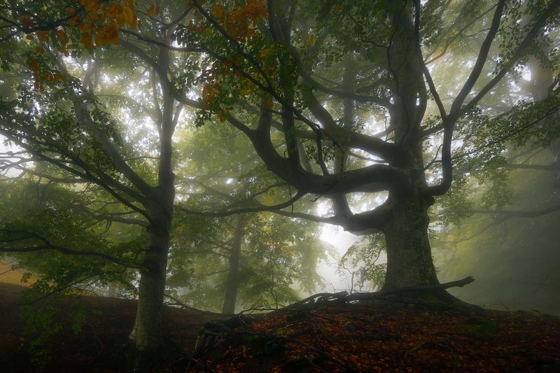 Strength фото превью