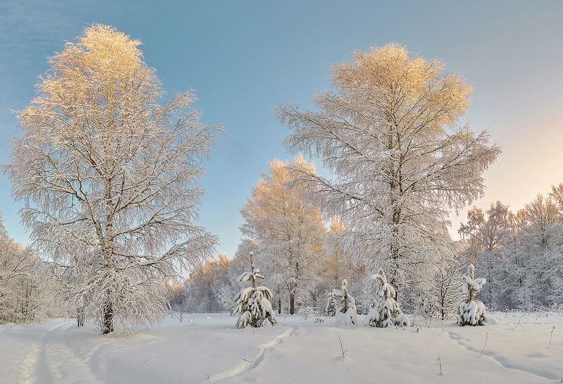 зима снег солнце березы сосны После снегопада фото превью