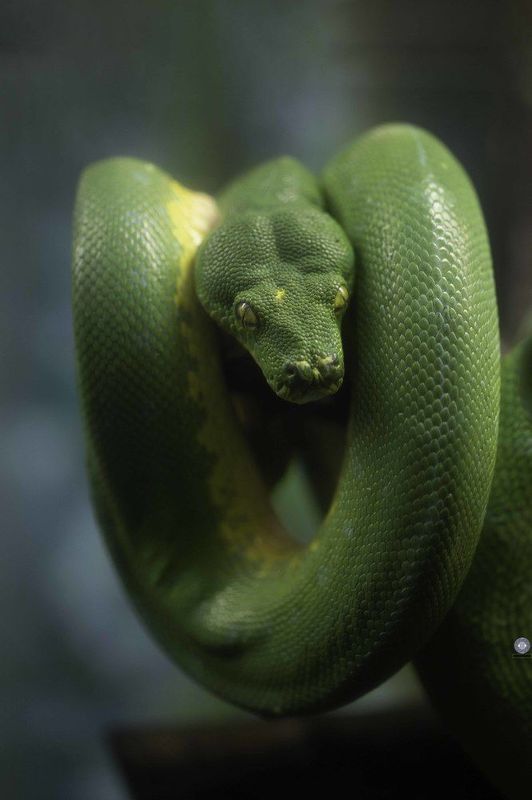 Green tree python фото превью