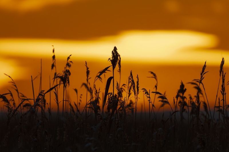 закат, зима, финский залив Зимний закат на Финском заливе фото превью