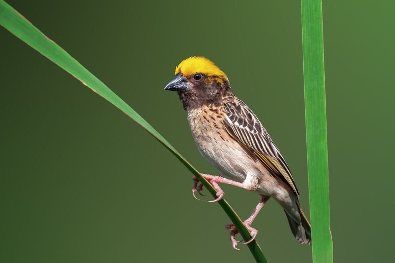 Ткацких дел мастер. фото превью