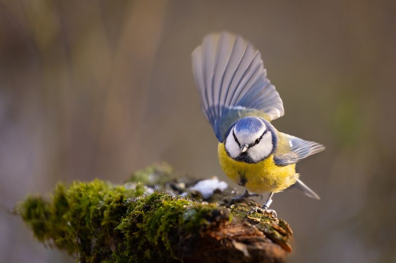 Titmouse фото превью