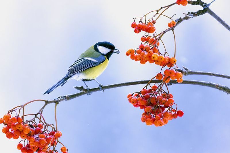 *** фото превью